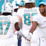 dolphins pl
